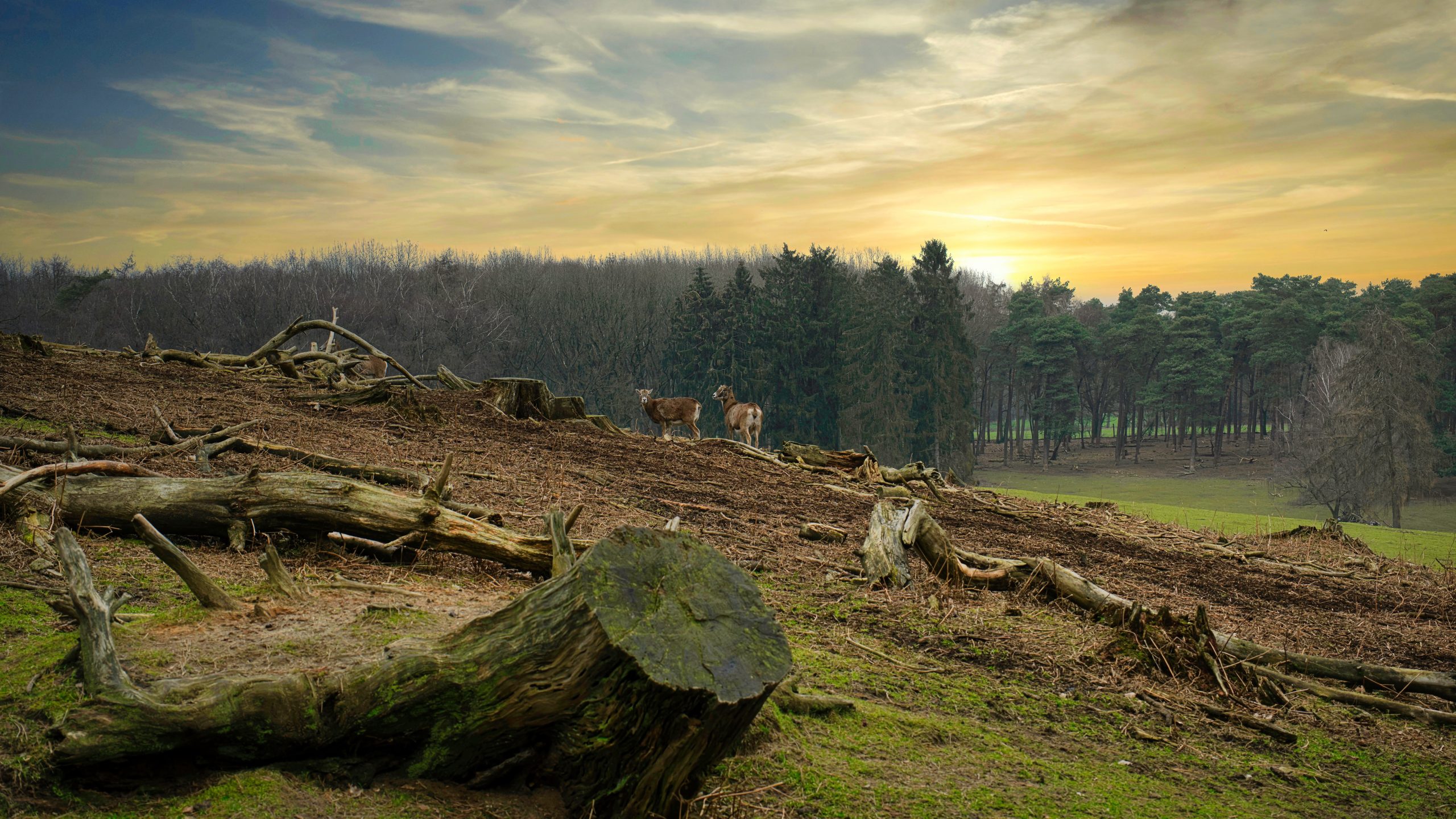 forest-7794461